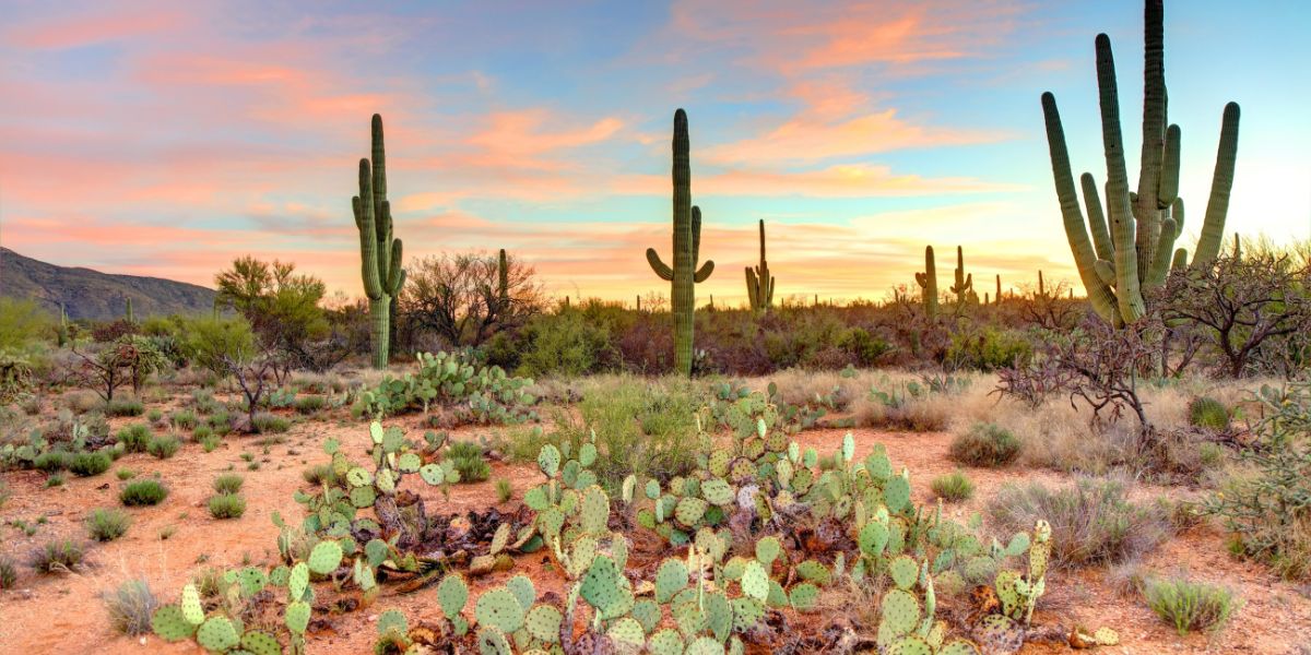 Arizona desert landscape at sunset with tall cacti and desert vegetation